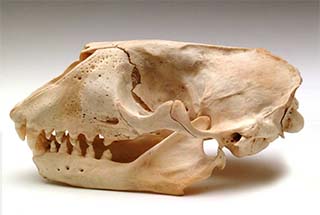 Grey Seal Skull