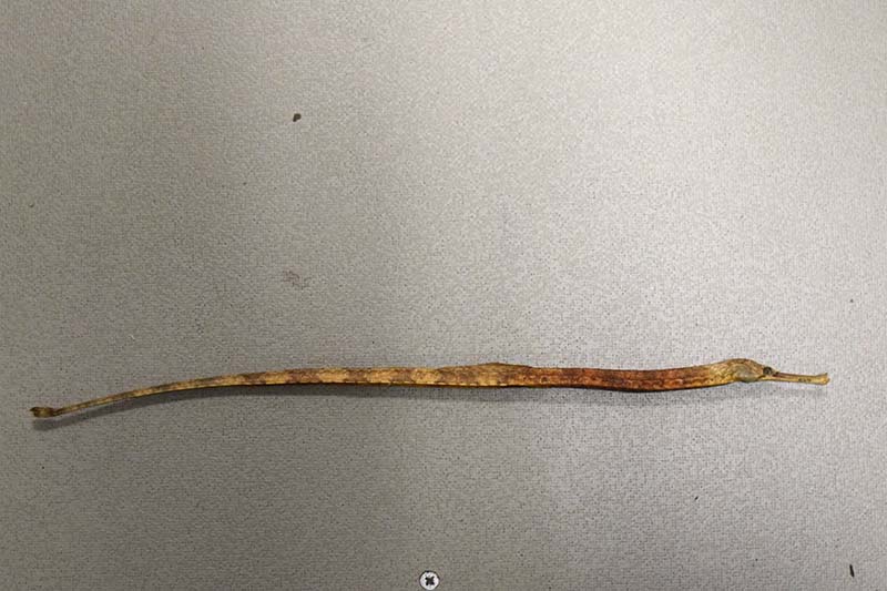 Pipefish